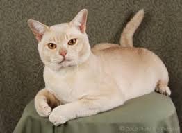 Burmese Cat Breed Cat Facts And Breed Profile