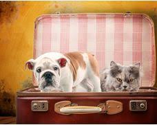 Последние твиты от fondation 30 millions d'amis (@30millionsdamis). 30 Millions D Amis