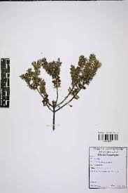 Image result for Phylica emirnensis