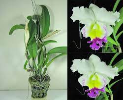 Cattleya Orchid Flower Learn How To Grow Http Www Growplants Org Growing Cattleya Cattleya Cattleya Orchid Orchid Flower