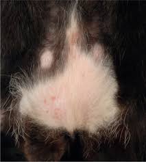 Image result for what do Cheyletiella look like in dog fur