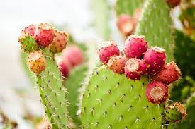 These trees are one of the hardiest plants grown here in the arizona desert. 9 Desert Plants You Can Turn Into Cookies Candy And Margaritas Phoenix Org