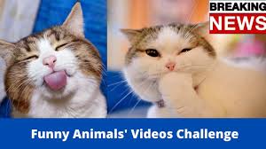 Today, the best of those kitten memes see more ideas about cat memes, funny animals, animal memes. Funny Animal Videos Clean 2021 Cat Memes Compilation Funny Cats Video New Tiktok Videos Compilation February 2021more Video By Maridoe