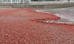 Invasion of crabs sees shore of California turn blood red | Travel News |  Travel | Express.co.uk