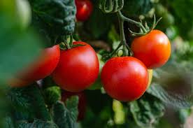 Check spelling or type a new query. Tomat Sayur Sayuran Segar Foto Gratis Di Pixabay