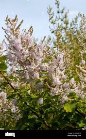 Image result for Tetradenia