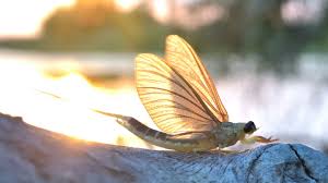 Eintagsfliege Leben Eintagsfliegen Wirklich Nur Einen Tag Geolino