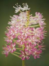 Image result for Stenostelma capense