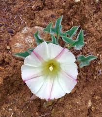 Image result for Xylopia collina