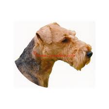 Image result for velšteriér