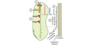 Maybe you would like to learn more about one of these? Molecular Patterns Assist Plant Secondary Cell Wall Assembly Department Of Biochemistry