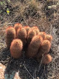 Image result for Eriosema verdickii