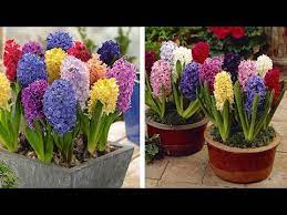 How To Plant Top Size Hyacinths Spring Garden Guide Youtube