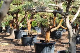 Rnr landscapes, llc is a full service landscape company in northeast wisconsin providing outdoor solutions to residential and commercial customers who desire personalized attention, creativity, quality craftsmanship, and lasting relationships. Plant Nurseries In Dubai Zabeel Nursery Garden Centre More Mybayut