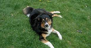 According to statistics, on average, their life expectancy does not exceed 14 years, but it does not end earlier than 11 years. National English Shepherd Rescue English Shepherd Dog Rescue Group