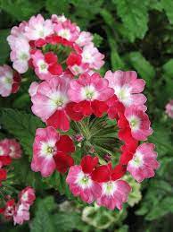 Pin On Gardening Hints And Tips