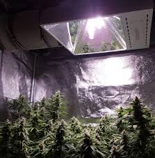 It is uniquely designed to distribute light and dissipate heat. How To Grow Up To A Pound Of Cannabis With A 315 Lec Grow Light Grow Weed Easy