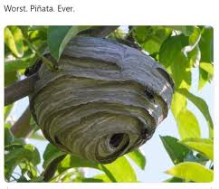 30 мая 20161 572 просмотра. Pin By Julie Trottier On Memes 2 Wasp Nest Wasp Hornets Nest