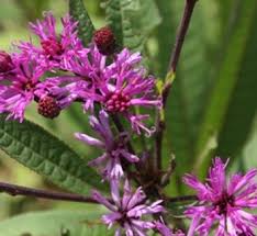 Image result for Vernonia myriantha