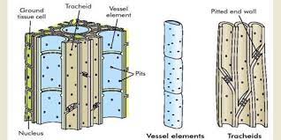 The most distinctive xylem cells are the long tracheary elements that transport water. Describe The Structures And Functions Of Xylem Tissue Qs Study