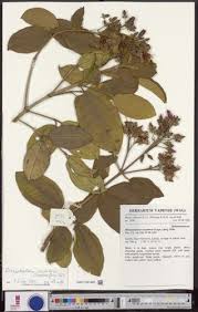 Image result for Dichaetanthera corymbosa