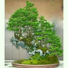 This potted history of the ancient art of penjing (chinese bonsai), by expert practitioner chao qingquan, is concise and descriptive, offering an easy introduction for those unfamiliar with the. Galih Prama Inspirasi Bonsai Penjing Dan Panorama