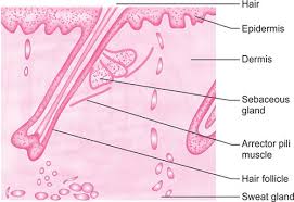 Dermis - Layers, Papillary Layer, Function - Epidermis