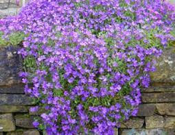 Check spelling or type a new query. Growing Aubrieta