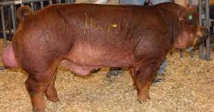 Duroc Pig Breed Info Meatpork Production Farming Pictures Breeds List In 2021 Pig Breeds Domestic Pig Pig