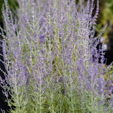 Image result for Perovskia atriplicifolia 'blue spire'