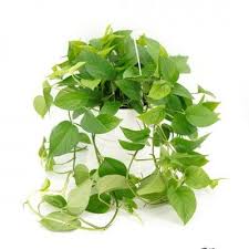 Image result for Epipremnum aureum