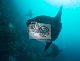 Mezclando la música latina con música electrónica. Sonne Fisch Oder Mola Mola Galapagos Inseln Ecuador Wandposter Poster Wassersaugetier Thema Umwelt Ecuador Myloview De