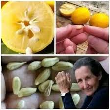 Do you throw away lemon seeds after squeezing the juice? Be careful! You  might be discarding a true natural treasure Very few people know that these  small seeds hide surprising benefits when