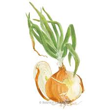 Check spelling or type a new query. Gabriella Bulb Onion Seeds Vegetables Botanical Interests