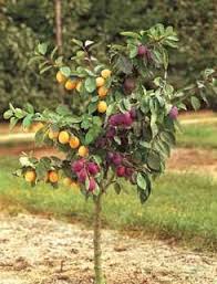 You can create new varieties. Bud Grafting Of Fruit Trees Philadelphia Orchard Project