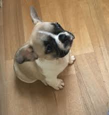 West coast rare french bulldogs. Rare Male Fawn Pied French Bulldog Brighton East Sussex Pets4homes