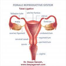 Tubal Ligation Another Birth Control Method Dr Deepa Ganesh