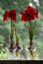 Amaryllis In Hyacinth Vases Welcome To My Page About Amaryllis Hyacinths And Other Bulbs Http Www Facebook Com Bulb Flowers Amaryllis Flowers Garden Bulbs