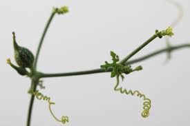 Image result for Corallocarpus epigaeus