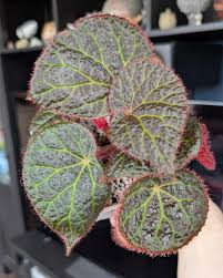 Image result for Ipomoea chloroneura