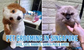 Looking for local cat grooming in ottawa. 15 Pet Grooming Salons In Singapore Sorted By Location