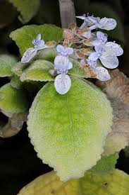 Image result for Coleus neochilus