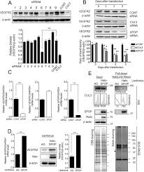 See more ideas about bric's, brac, ceramic sculpture. The Cul3 Spop Daxx Axis Is A Novel Regulator Of Vegfr2 Expression In Vascular Endothelial Cells Scientific Reports