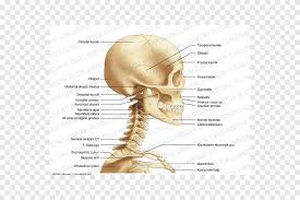 How many bones in the face and head. Bone Neck Head Human Skull Anatomy Skull Face Head Png Pngegg
