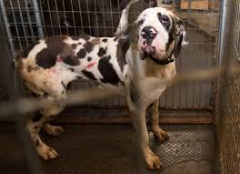 Great dane adoption is our passion! Breaking News The Hsus Intervenes To Stop Outsized Cruelty At A Puppy Mill In New Hampshire A Humane World