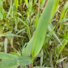 Image result for Urochloa arrecta