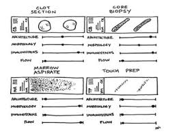 Image result for Bone Marrow Exam