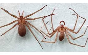 La araña violinista es una de las más peligrosas que existe, por esta razón es importante que conozcas todo sobre este animal y tengas toda la información. Emiten Recomendaciones Contra Arana Violinista