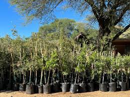 Image result for Acacia luederitzii
