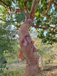 Image result for Sterculia tragacantha